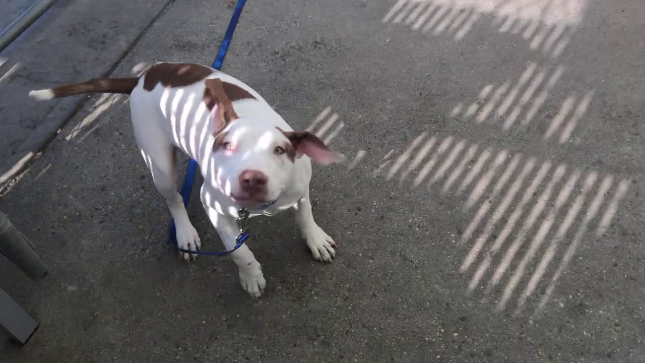adopt cats long island Kaido (52637), Heaven (52748), & Legend (52749) | Puppy Power!!!!