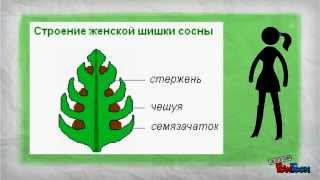 Голосеменные Голосеменные