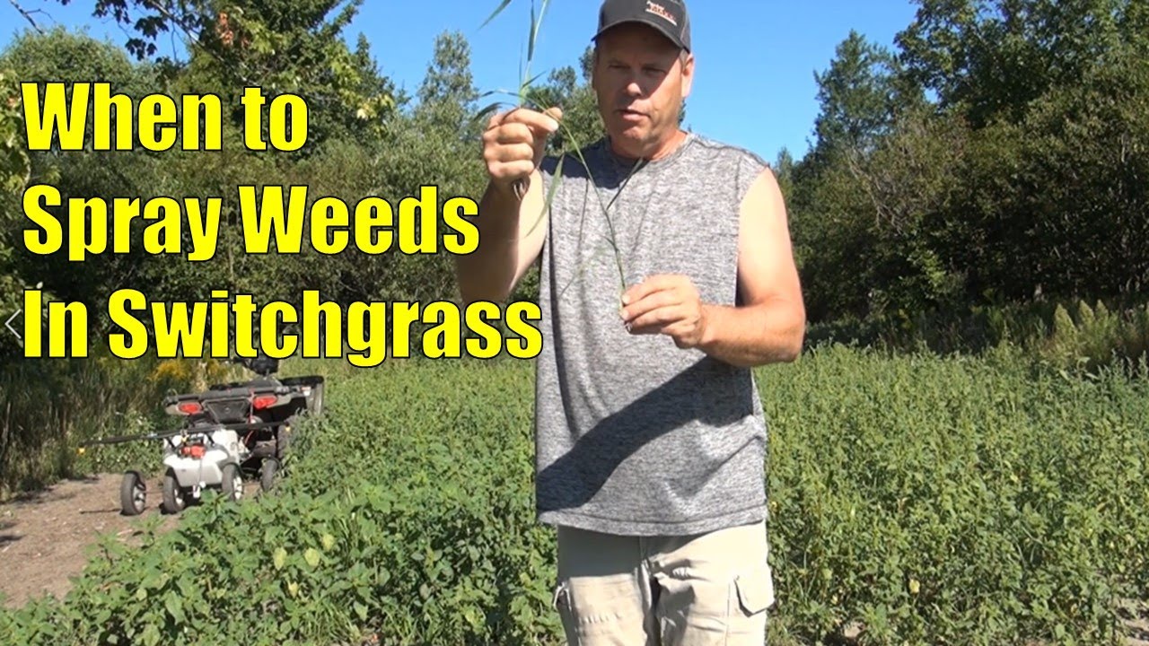 When to Spray Weeds in Switchgrass