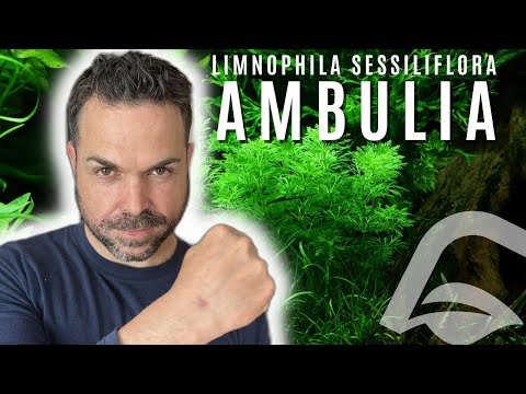 Video: ¿La ambulia puede crecer sumergida?