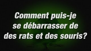 Comment éliminer les rongeurs avec stations-appât | Tomcat Canada