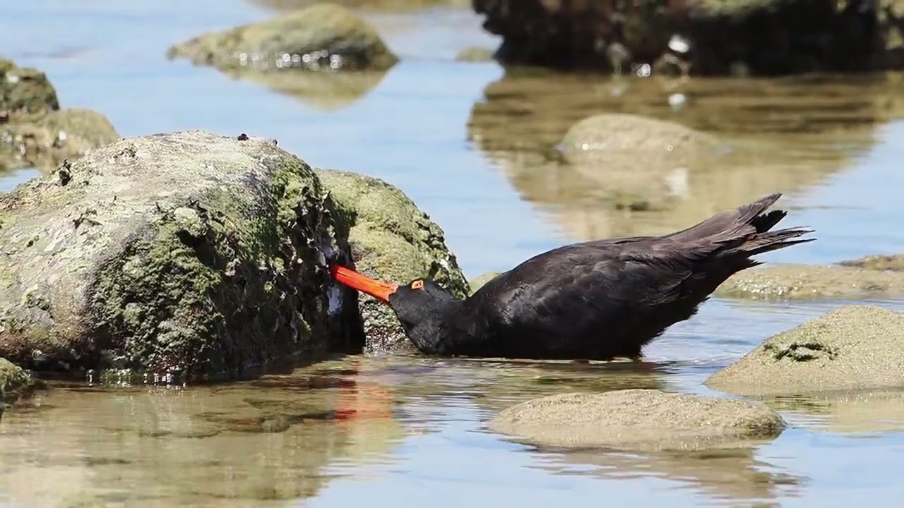 Sooty oystercatcher feeding