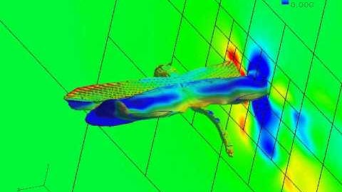 flow visualization around flapping dragonfly in unsyncronized motion