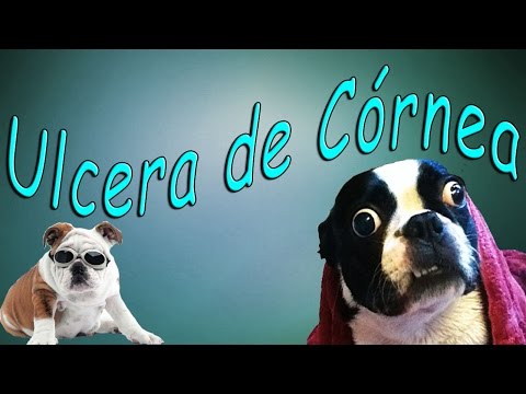 Vídeo: Inflamação Da Córnea (ceratite Não Ulcerativa) Em Gatos