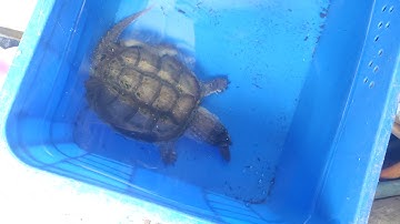 Rùa common x florida snapping ăn cá tạm qua mùa dịch