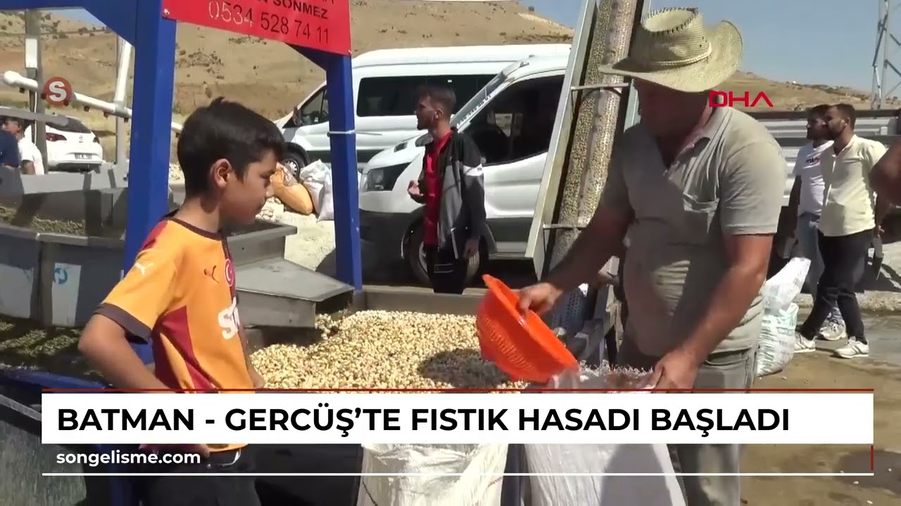 Batman - Gercüş'te fıstık hasadı başladı