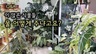 수많은 화분, 아침 10분 물주기 가능? (타카키 호스릴)