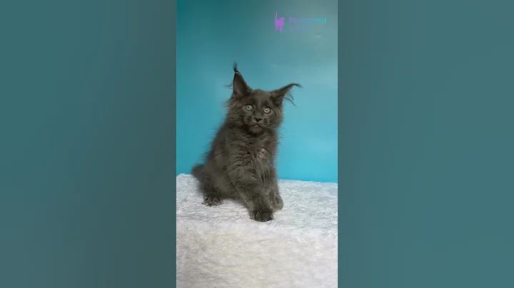 Video 11708711: polydactyl girl maine coon, blue maine coon
