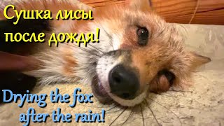 Алиса лиса. Мокрая лиса и диван (Wet fox and sofa).