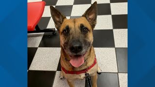 Gwinnett County jail dog desperate for a home as program comes to end