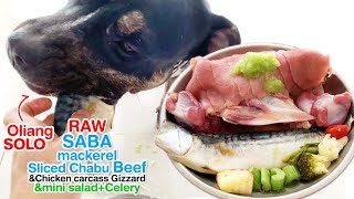 Oliang The Pit Bull Eats Raw Saba Mackerel, Sliced Beef, Chicken&Saladasmrbarf Mukbang 犬が生の肉を食べる