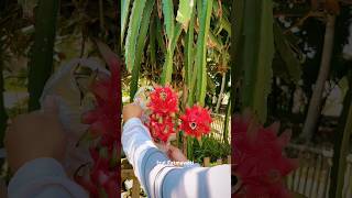 Panen buah naga fresh depan rumah