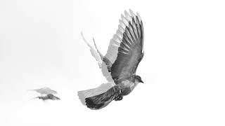 Black And White Christian Peace Holy Spirit Dove In Flight 4K Christian Worship Background Loop