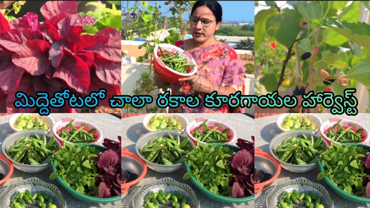 ఈరోజు కూడా గార్డెన్లో చాలా కూరగాయలు తెంపుకున్నాను 🍆🍀🥦🌱