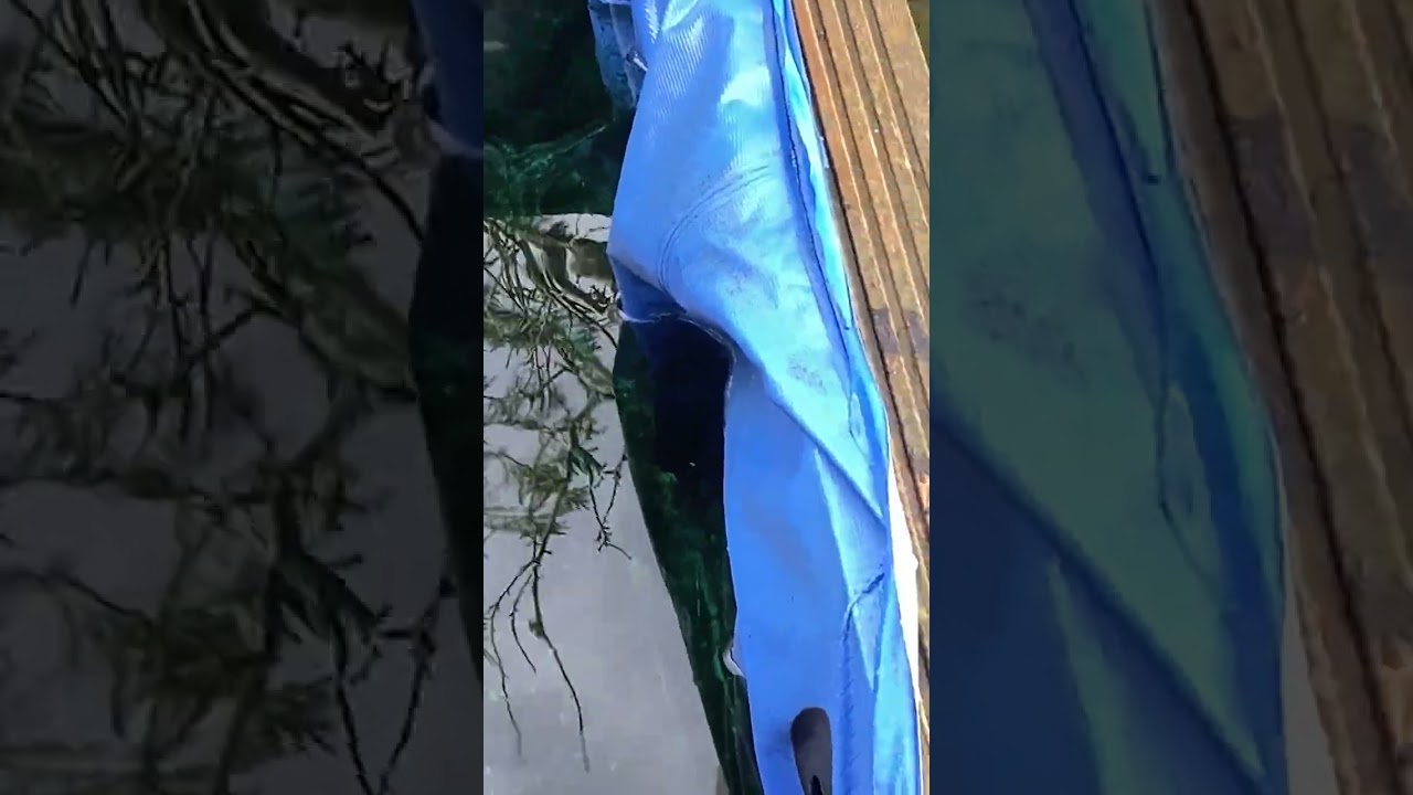 Just a totally random koi ￼dock