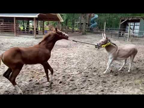 Video: Cavalli da incrocio: tipi. Caratteristiche e risultati dell'accoppiamento di asini e cavalli