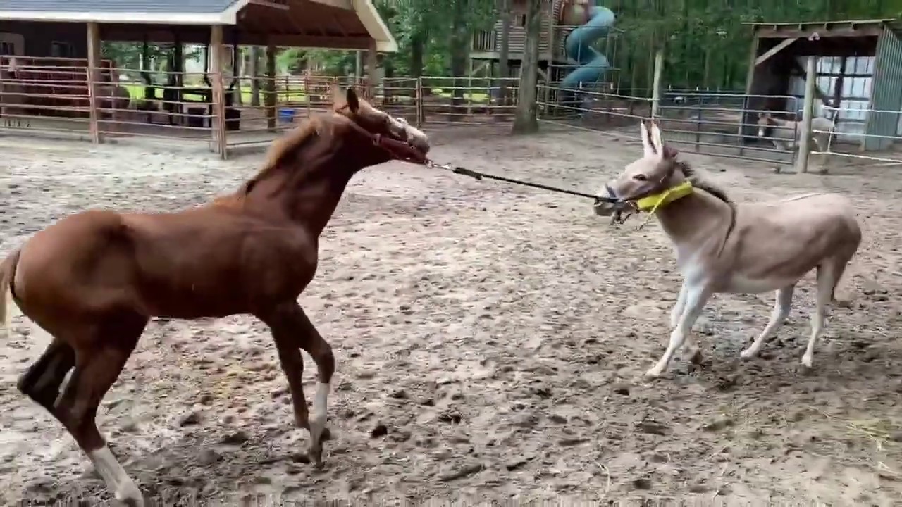 cavallo e asino lottano legati insieme.