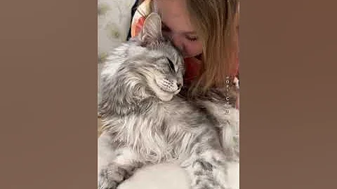 Watch the video about Crazy Love❣️#cat #mainecoon #gelicoon #catlover #mainecooncatlovers #cutecat #lovelycat#mainecooncat