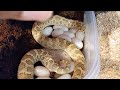 Father's Day Hognose Eggs: JMG Lemon Ghost Woma X Granite Jungle