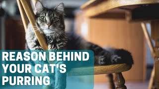 10 Reasons for Why Your Cat Is Purring by Animal Globe 28 views 4 days ago 5 minutes, 11 seconds