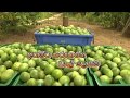 අතමිට සරුකරන වැල් දොඩම්-Department Of Agriculture Sri lanka Krushi tv channel