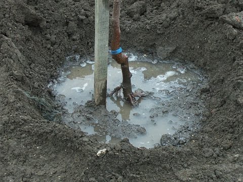 Video: Bäume, Deren Pflanzung In Der Nähe Des Hauses Nicht Ratsam Ist