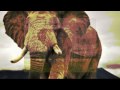 Capture de la vidéo 5- La Senda De Los Elefantes -  The Footpath Of The Elephants