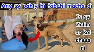 Is sy zalim koi dog nahi dekha aj tak😳|| American Pit Bull Terrier Dog Game Line || Zain Ul abideen by Zain Ul Abideen 6,373 views 4 months ago 22 minutes
