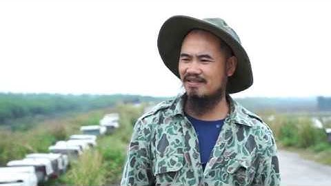 Phát triển rừng ven biển ứng phó với biến đổi khí hậu