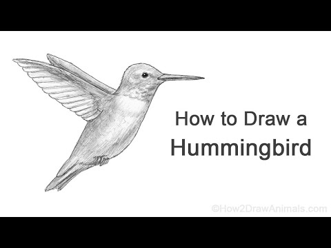 How to Draw a Hummingbird  Easy Drawing Tutorial For Kids