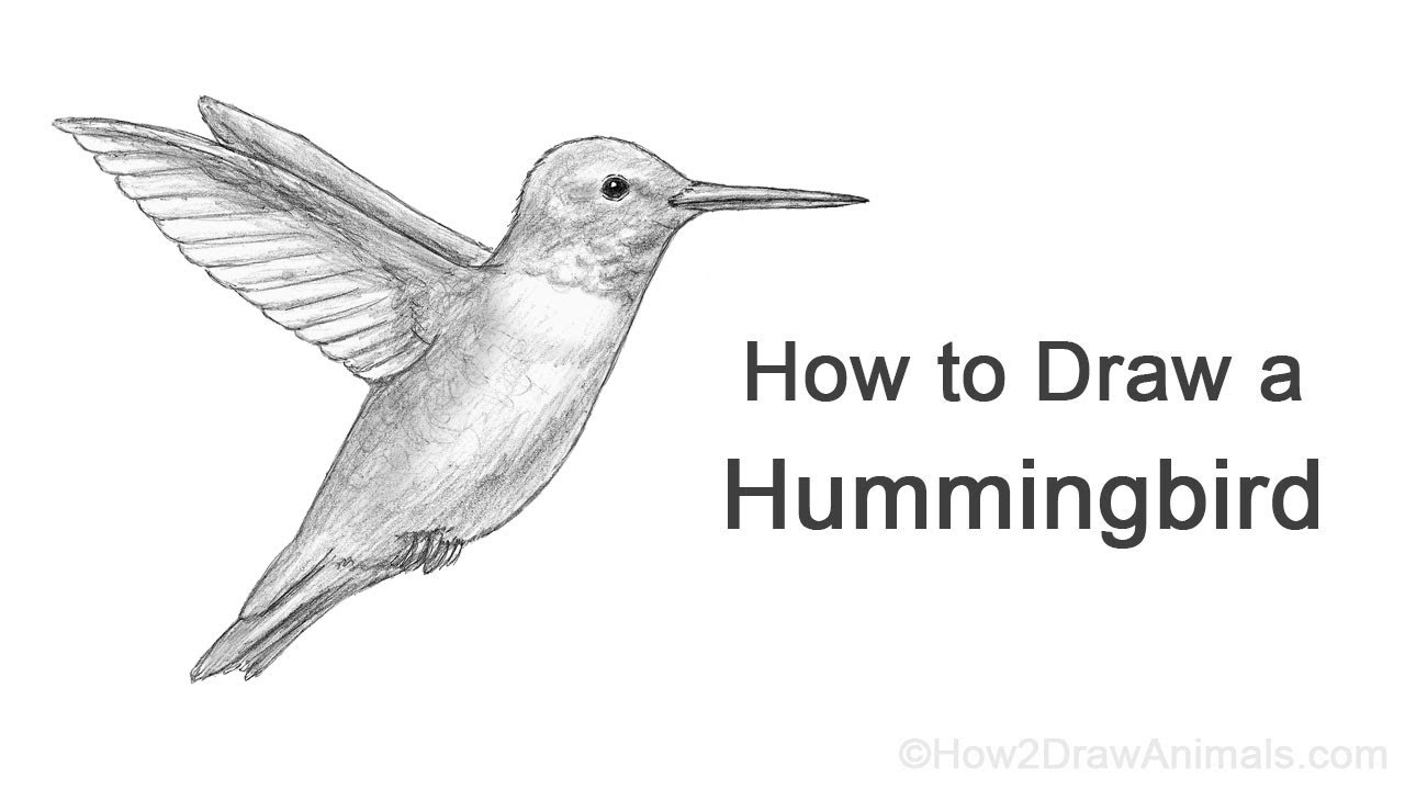 Learn How to Draw a Hummingbird Birds Step by Step  Drawing Tutorials