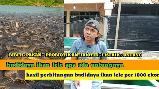 Keuntungan Budidaya ikan lele per 1000 ekor  2025