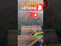Trinciamo gli asparagi #agricoltura #shortvideo #howto #gargano #asparagi #asparagus #shorts
