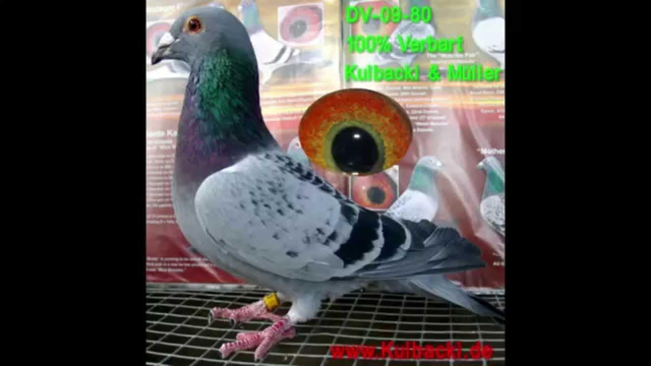 NEW PHOTOS ABOUT MY AUCTIONS PIGEONS VERBART & SCHELLENS www.KULBACKI