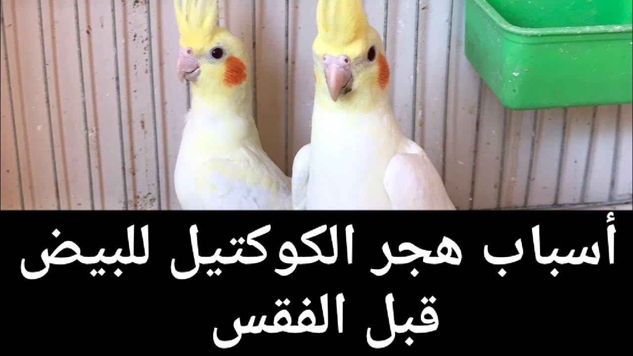 أهم أسباب هجر الكوكتيل للعش وترك البيض قبل الفقس