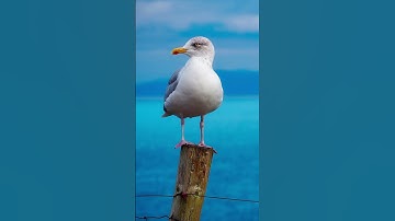 Thumbnail of Seagull Sound #shorts #seagull #birds