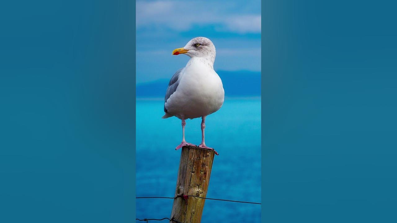 Seagull Sound #shorts #seagull #birds