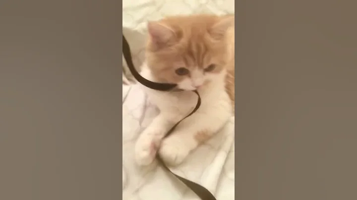 Video 3297271: white persian cat, purr play, purring loudly