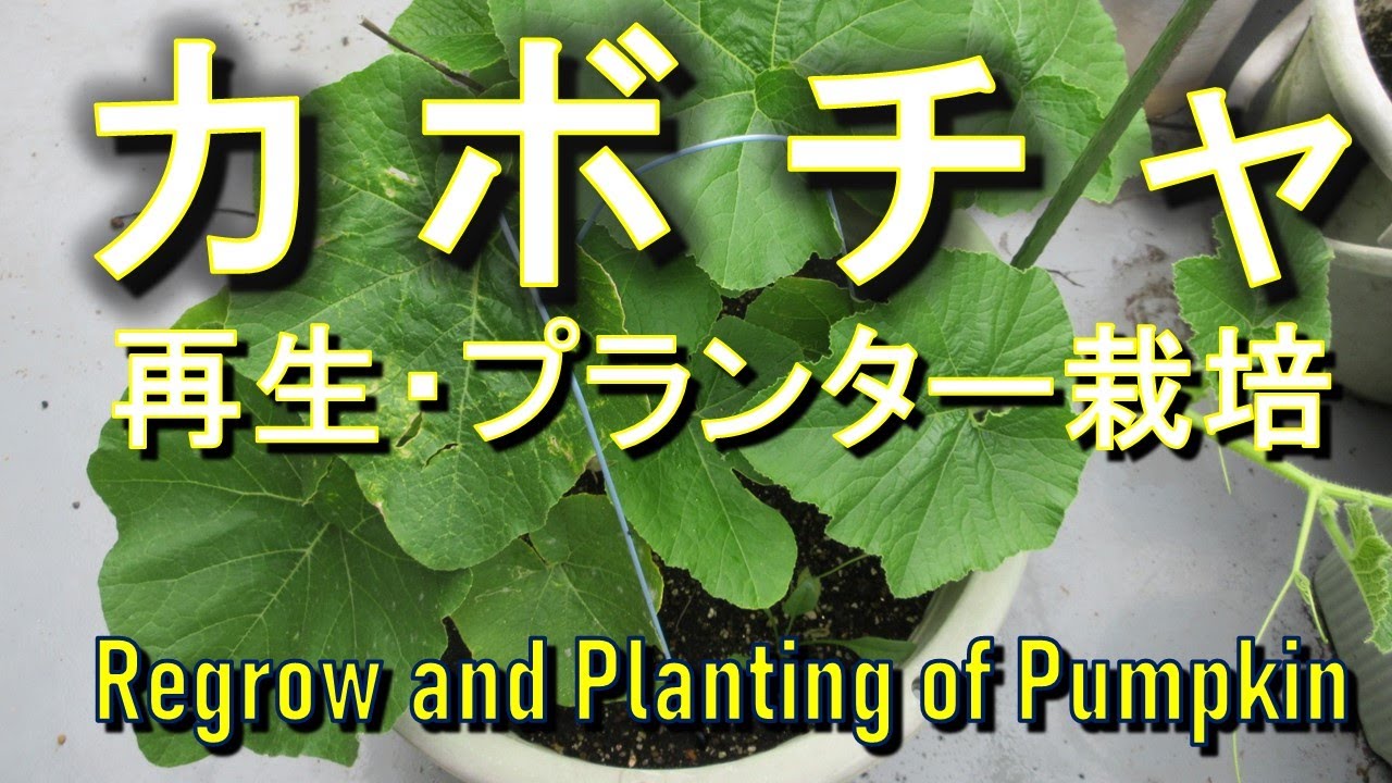 カボチャ 再生 プランター栽培 Pumpkin Regrow And Cultivation Youtube