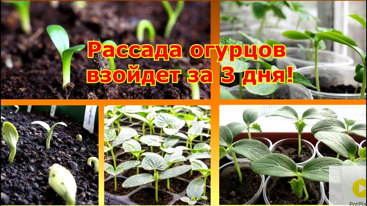 На какой день всходят огурцы на рассаду. Рассада огурцов на третий день. Рассада огурцов 3дня фото. Рассада огурцов только взошла и вытянулась что делать.