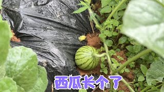 杨梅快成熟了阿亮抽时间除草今年种的水果和西瓜都纷纷挂果了