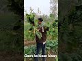 मूली की खेती कैसे करें।। Radish crop farming #muli_ki_kheti #trendingshorts #viral_shorts
