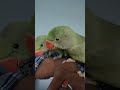 #babyparrot #cutebird #parrotlove #petbird #adorable #animalshorts  #birdvideos #parrotshorts