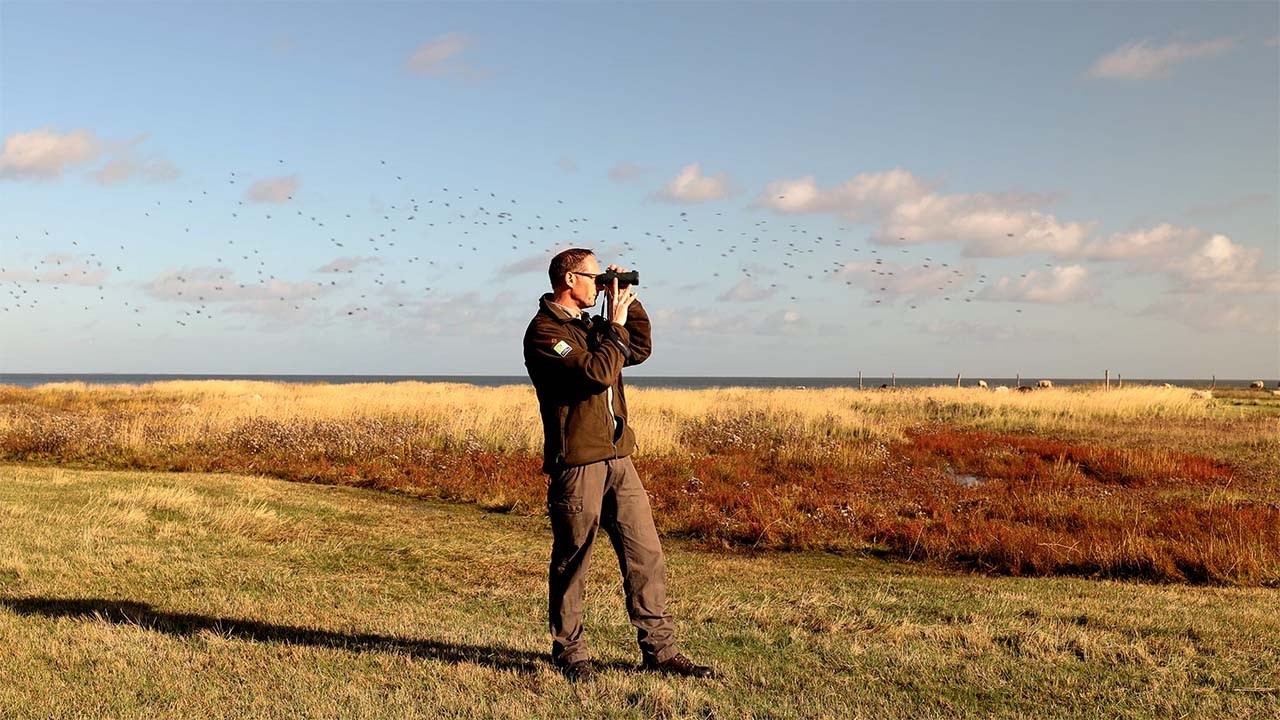 Honderdduizenden trekvogels op Balgzand