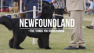 NEWFOUNDLAND DOG: FIVE THINGS YOU SHOULD KNOW
