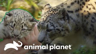 Leopardo de las nieves a espera de cachorros | El Zoológico del Bronx | Animal Planet