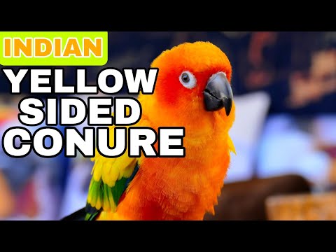 { GREEN CHEEKED PARAKEET} 💥 AMAZING YELLOW SIDED CONURE { GREEN CHEEKED PARAKEET} 💥 AMAZING YELLOW SIDED CONURE