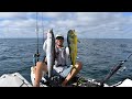 Offshore Kayak Fishing NON STOP ACTION mahi ,king mackerel, snapper, triggerfish