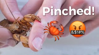 I Got Pinched by a Monster Shrimp!