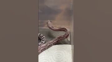 😳 Scaleless Corn Snake Is On The Move!! #scaleless #cornsnake #snake #snakebreeder